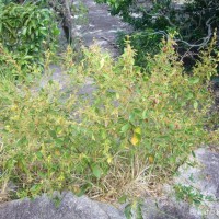 Rhynchosia cana (Willd.) DC.